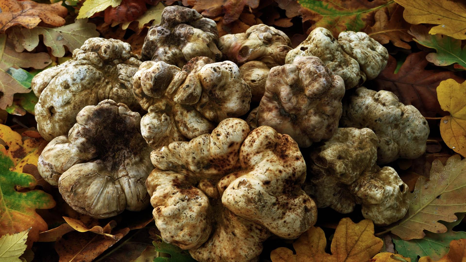Разновидности трюфелей грибов с фото