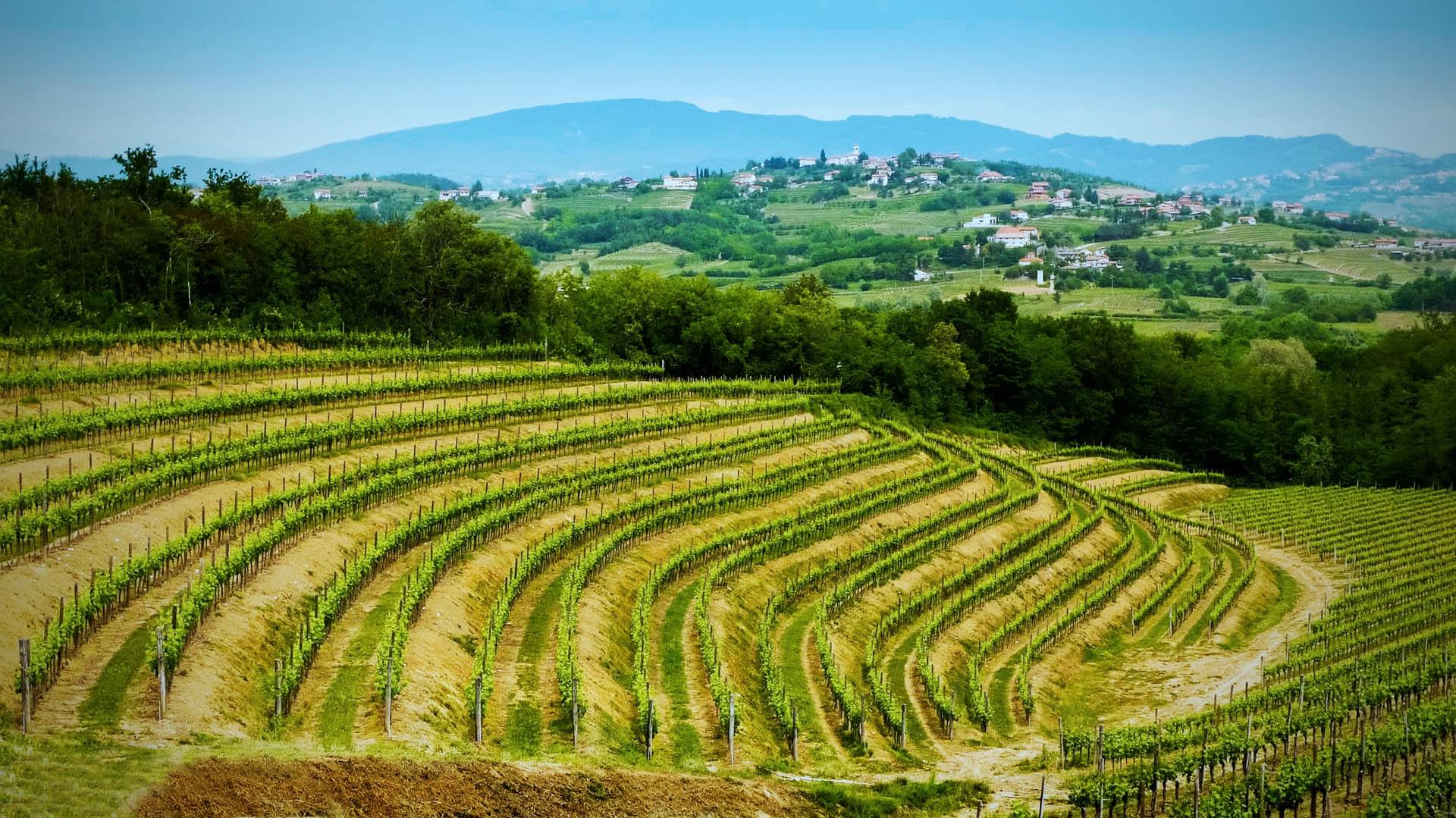 Friuli Collio Vineyards