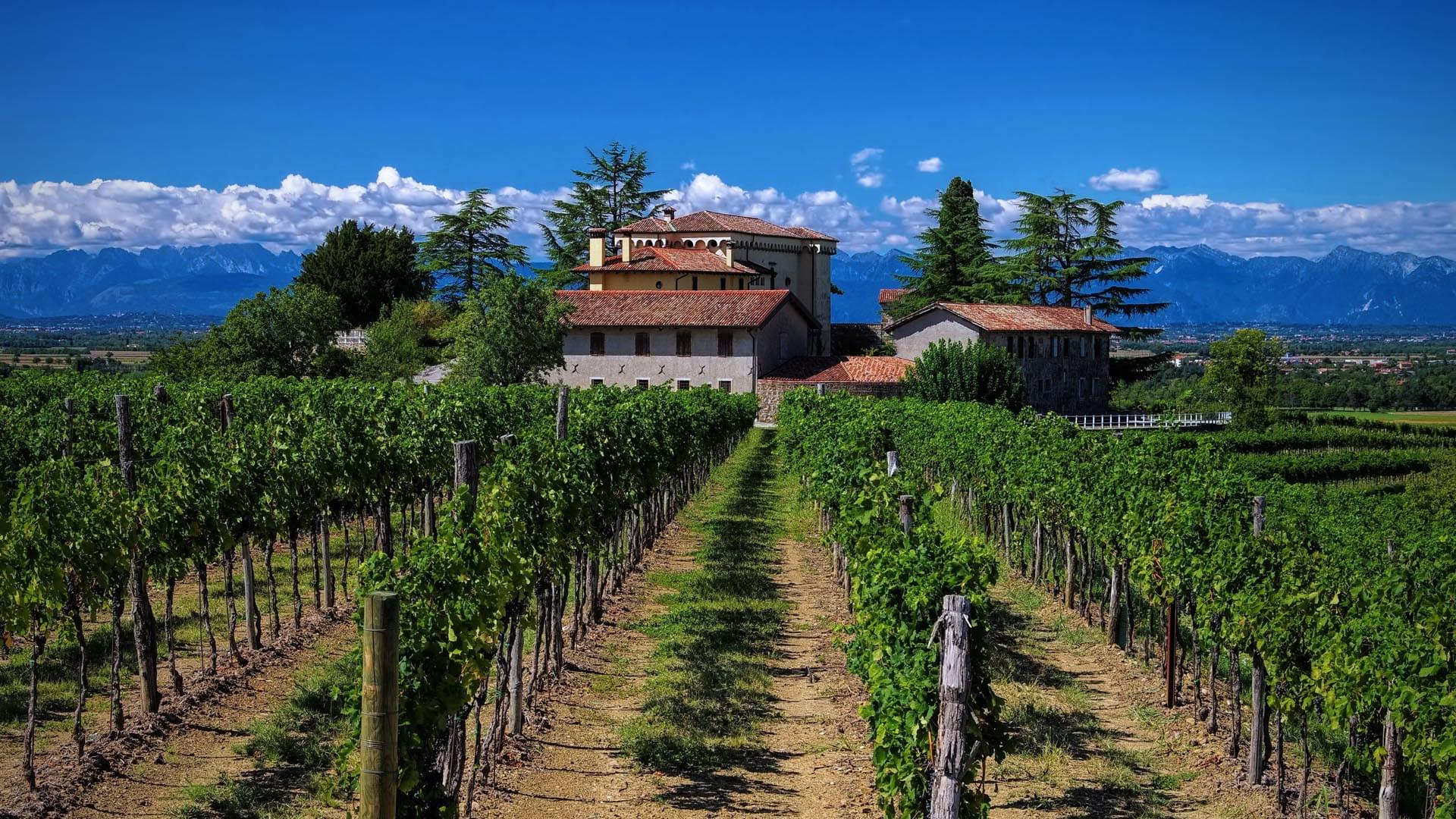 Friuli Vineyard Estate