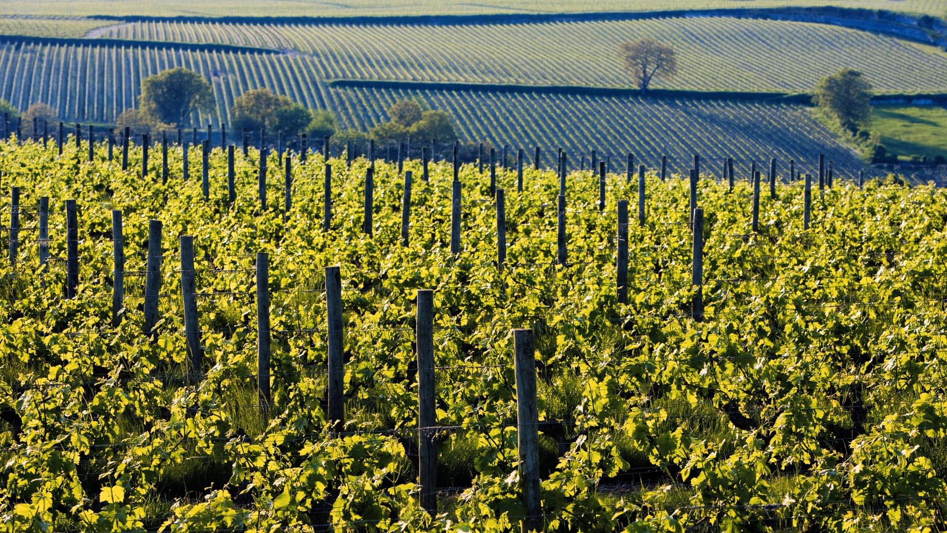 Loire Montsoreau Vineyards